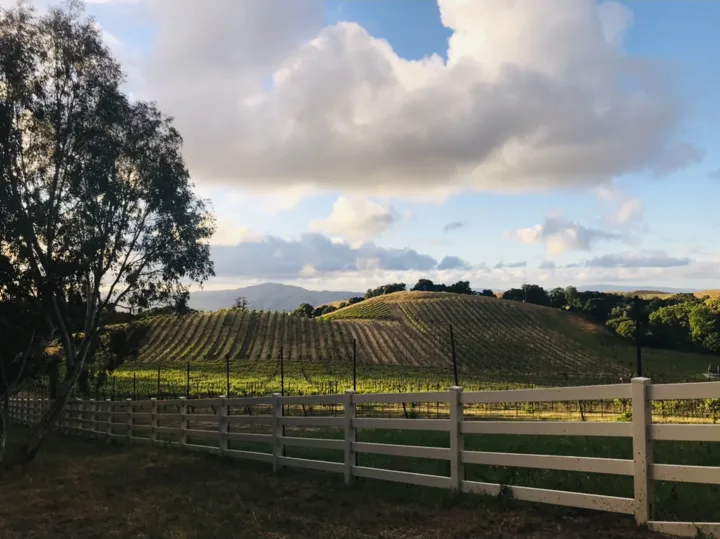 Golden light over the vines